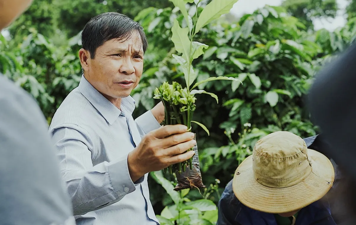 buon-ma-thuot-tourism-experience-coffee-harvesting-and-enjoy-a-cup-of-authentic-coffee