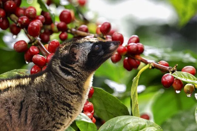 weasel-coffee-from-buon-ma-thuot-luxury-food-or-worthwhile-experience