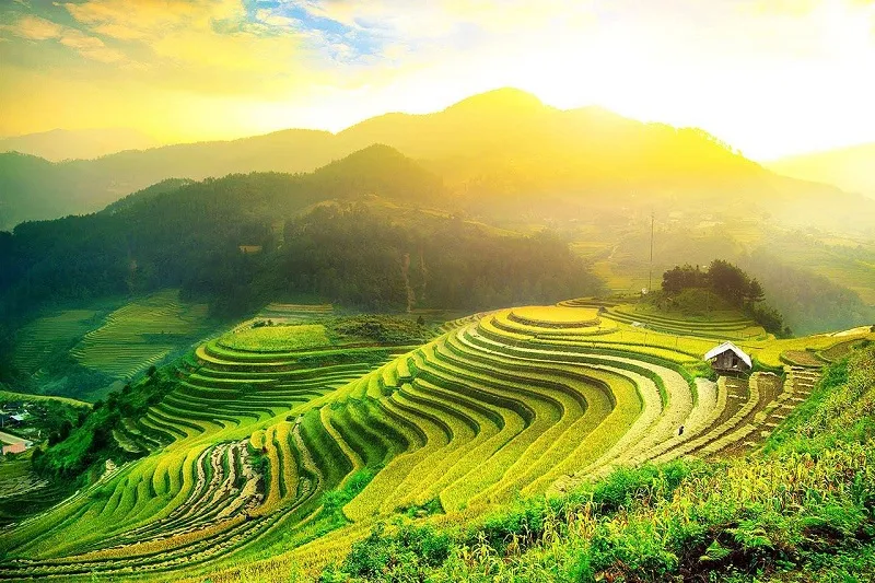 a-unique-experience-when-traveling-to-ha-giang-during-the-golden-rice-season